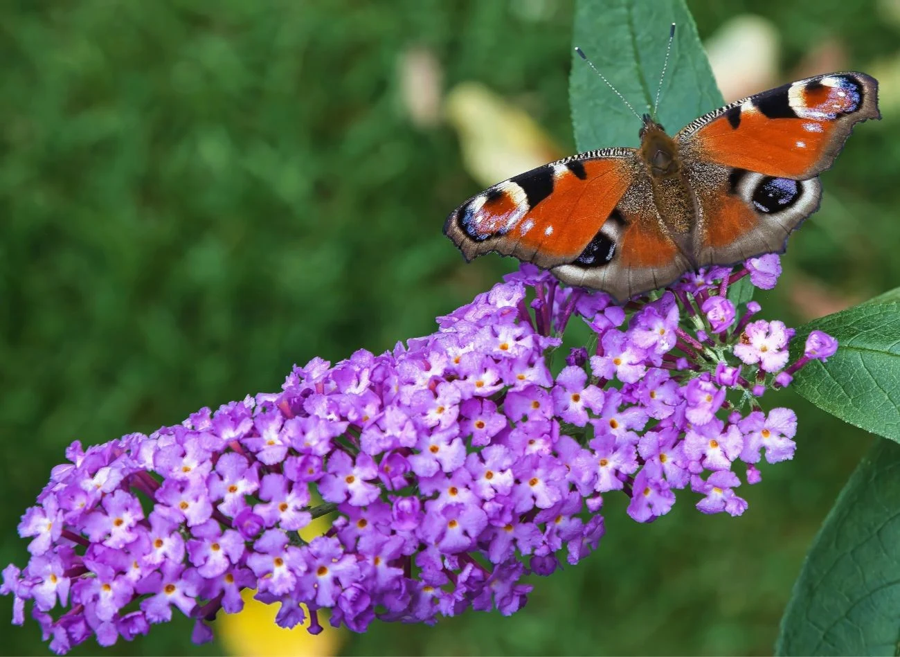 Swoim słodkim zapachem budleja Dawida przyciąga do ogrodu motyle i inne owady zapylające, zwiększając w nim bioróżnorodność