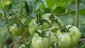 Jak działa naturalny oprysk ochronny na pomidory?