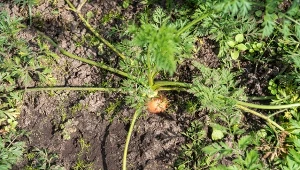 Jak uprawiać marchew, żeby korzeń był gruby, słodki i soczysty?