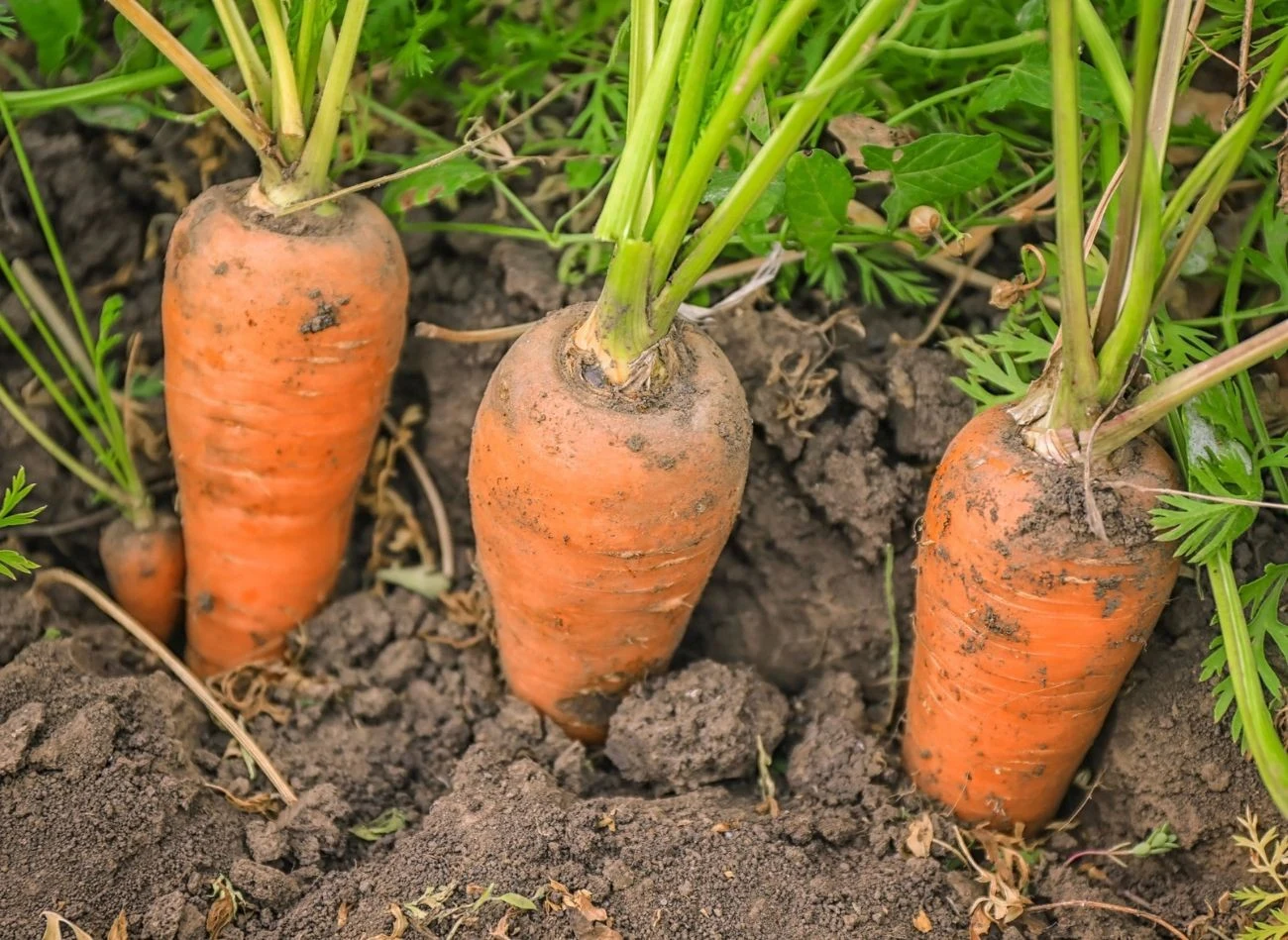 Marchewki najlepiej rosną w glebie przepuszczalnej, lekkiej i bogatej w składniki odżywcze.
