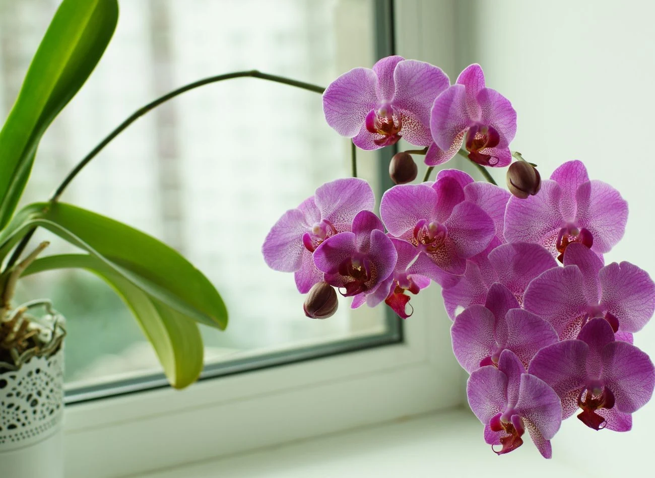 Usuwanie całego, zielonego pędu po przekwitnięciu storczyka jest dużym błędem.