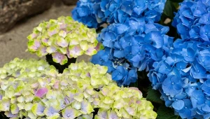 Podpowiadamy, jak podlewać i nawozić hortensje w donicach.