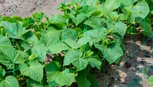 Jak przedłużyć owocowanie ogórków?