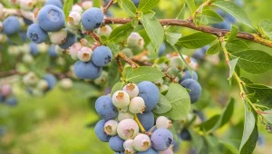 Jak dbać o borówkę amerykańską w sierpniu? Właściwe nawożenie to podstawa.