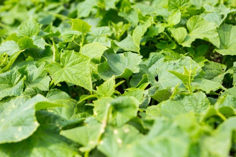 Nawóz z czerstwego chleba pomoże przedłużyć owocowanie ogórków