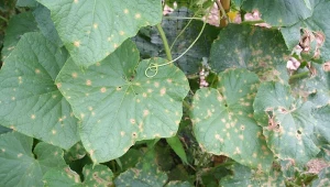 Dlaczego ziemię po chorych ogórkach trzeba odkazić?