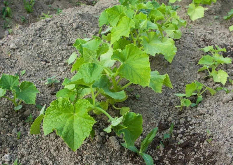 Odkażanie gleby po ogórkach jest kluczowym zabiegiem na koniec sezonu.