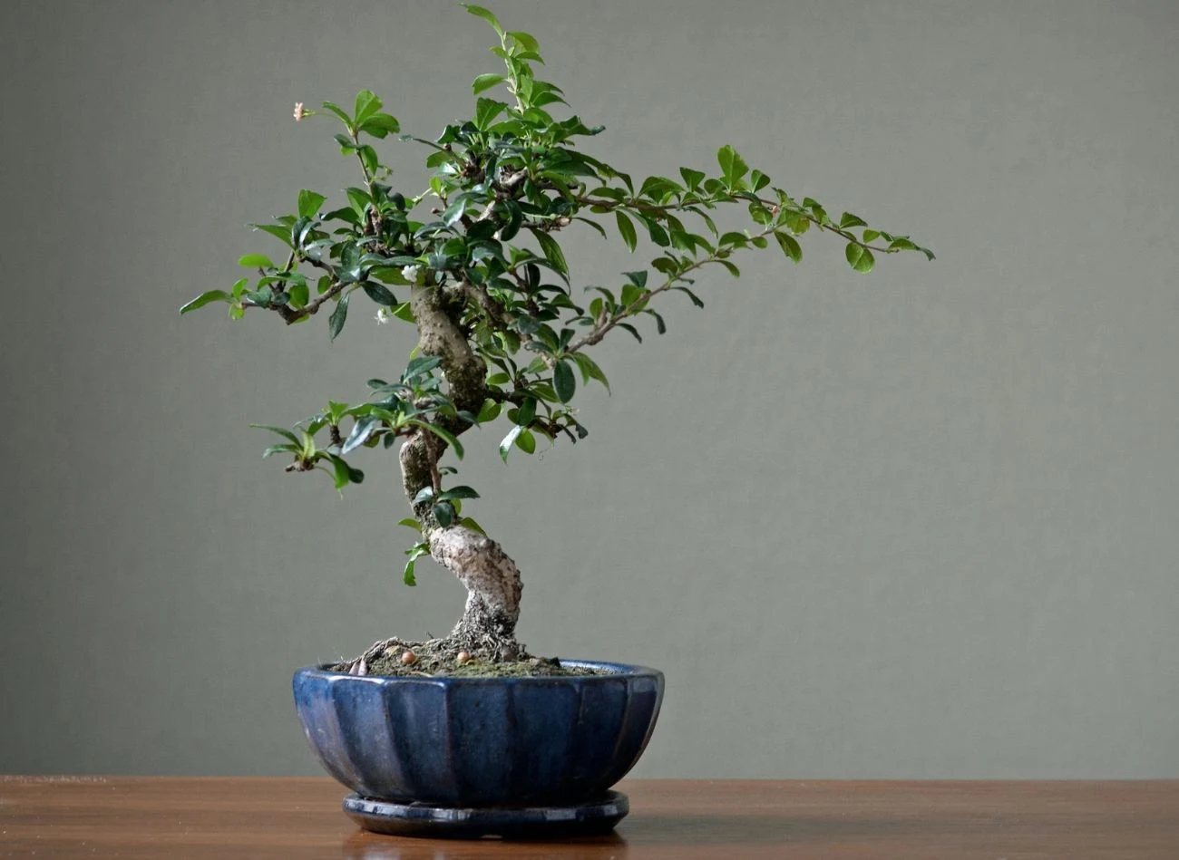 Bonsai Syzygium należy uprawiać w płaskiej i szerokiej doniczce.