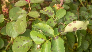 Czarna plamistość róż może spowodować obumarcie krzewu w jednym sezonie.