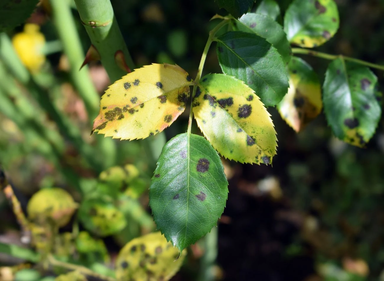 Krzewy róż warto regularnie sprawdzać pod względem występowania objawów choroby, szczególnie po ulewnych deszczach.