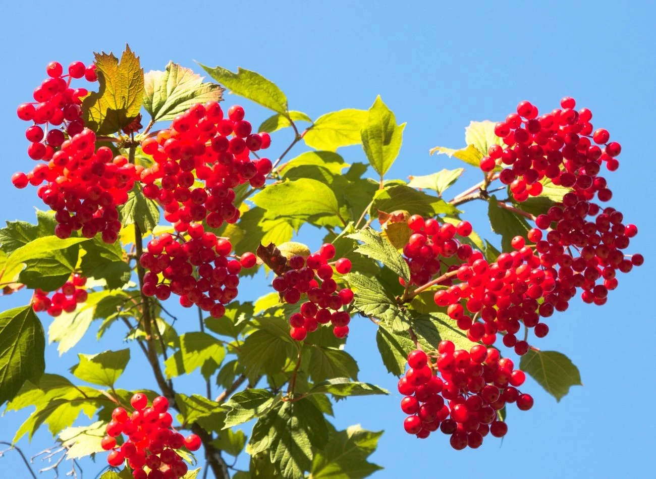 Krzew kaliny koralowej po przekwitnięciu pokrywa się efektownymi, soczyście czerwonymi owocami.