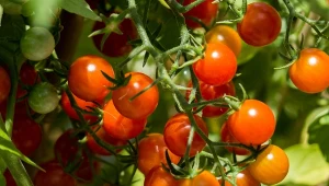 Dlaczego warto przycinać pomidory koktajlowe?