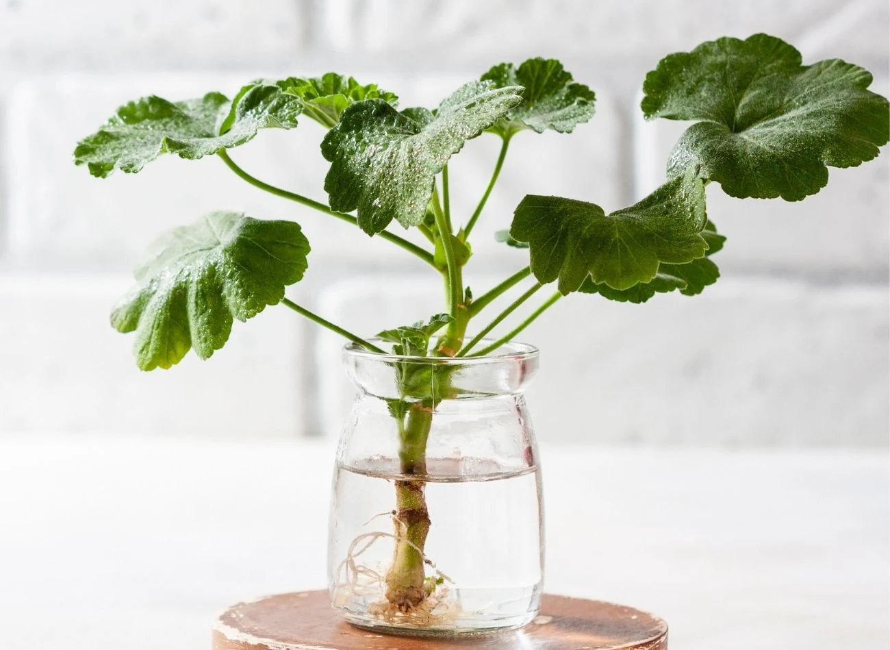 Sadzonki pelargonii najlepiej ukorzeniają się w wodzie.