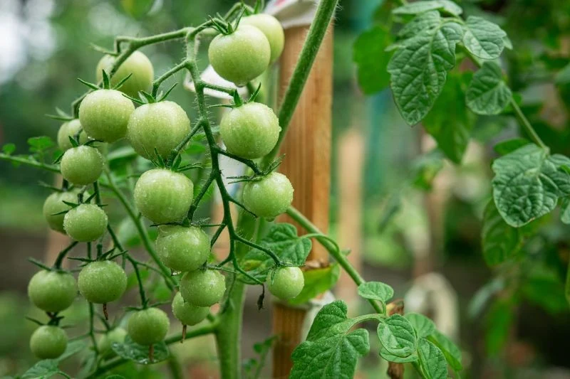 Dzięki odpowiedniemu cięciu pomidory koktajlowe szybciej dojrzeją