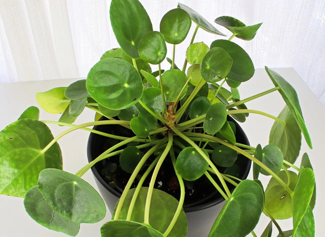 Pilea jest delikatną rośliną, dlatego trzeba uważać czym i w jaki sposób się ją nawozi.