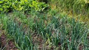 Puste zagony po zebraniu warzyw, m.in. cebuli, dobrze obsiać nawozem zielonym.
