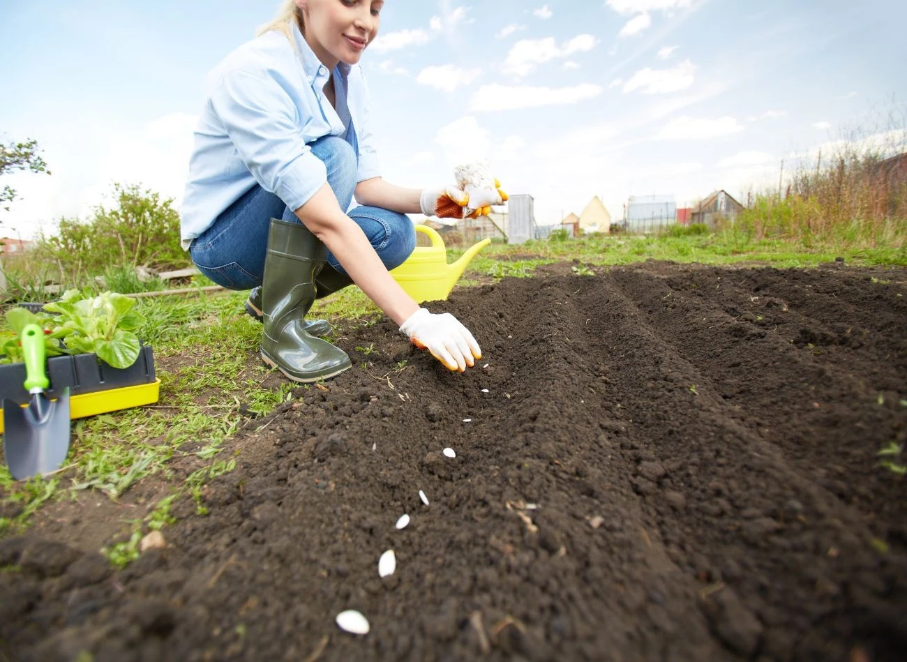 Siew nawozów zielonych na pustych zagonach można przeprowadzać przez cały sezon wegetacyjny.