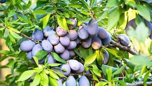 Opaski lepowe ograniczają liczebność owocówki śliwkóweczki, która powoduje robaczywienie śliwek.