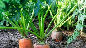 Połyśnica marchwianka sprawia, że marchewka gnije i jest gorzka. Jak zwalczyć szkodnika?