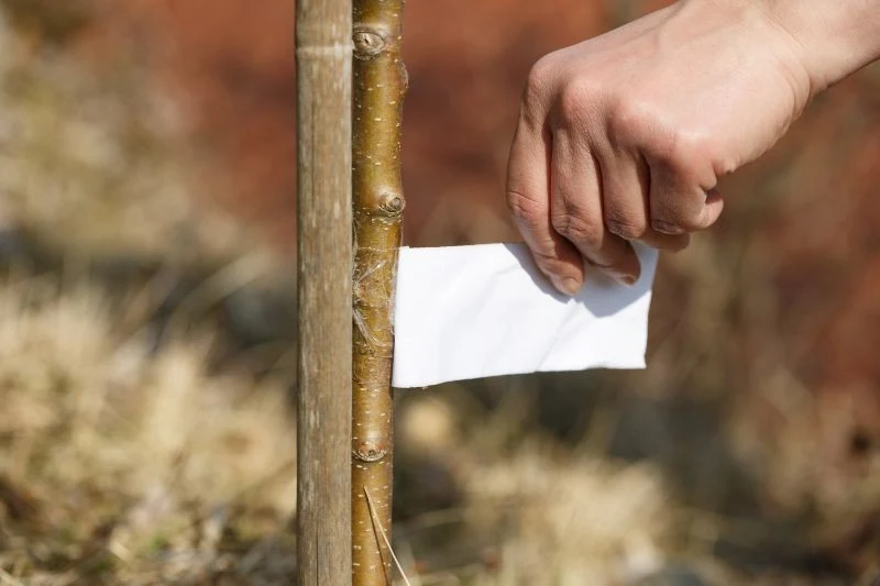 Opaski lepowe trzeba systematycznie wymieniać, aby zapewnić drzewom owocowym jak najlepszą ochronę przed szkodnikami