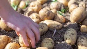 Wczesne zbiory ziemniaków rozkręcają się i plony trzeba odpowiednio przechowywać.