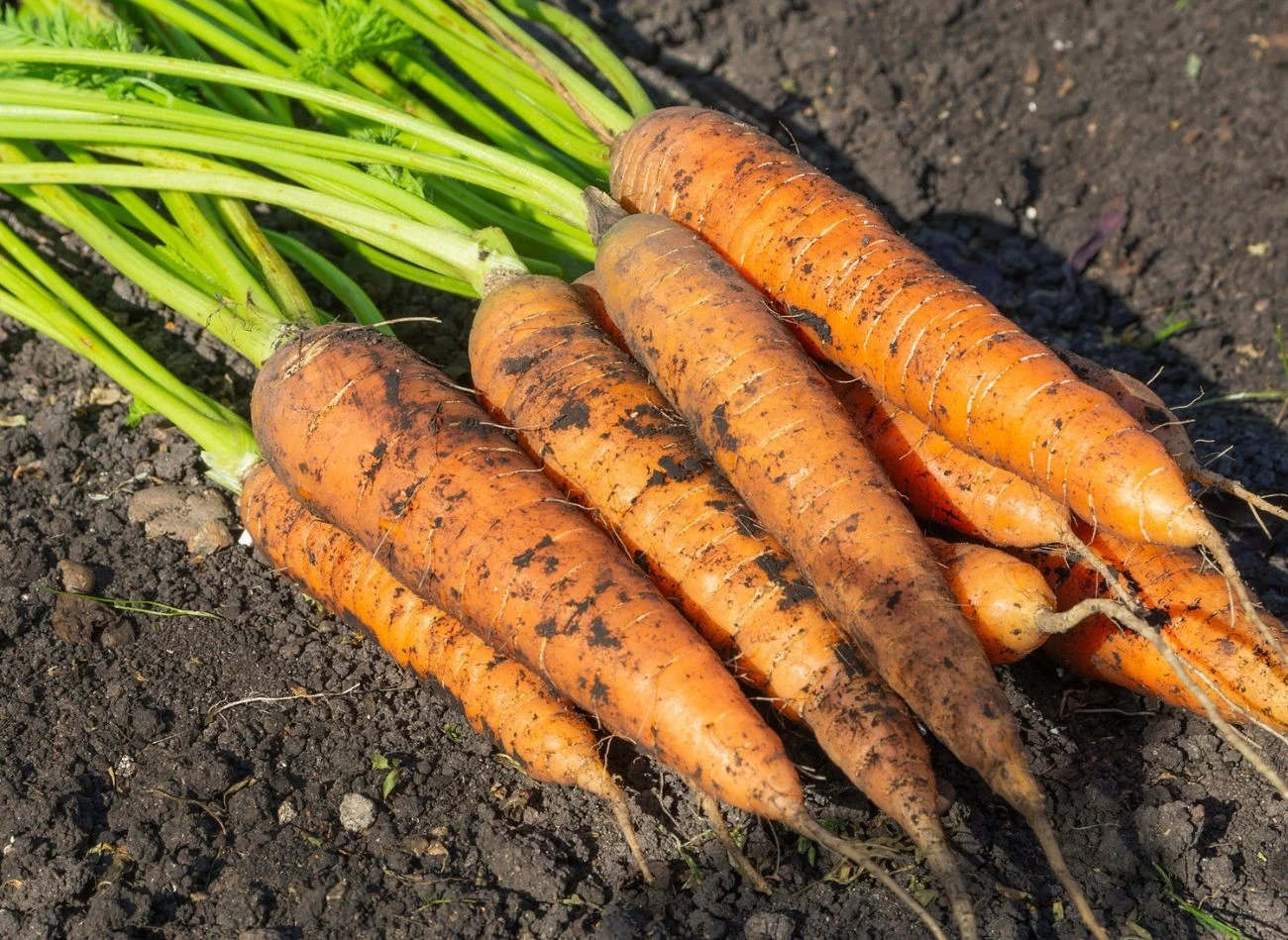 Aby chronić marchew przed połyśnicą, warto stosować kilka sprawdzonych metod