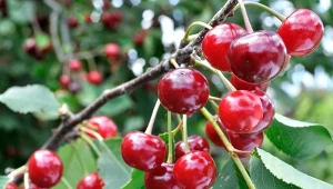 Jak poprawnie przycinać wiśnie po zbierze owoców?