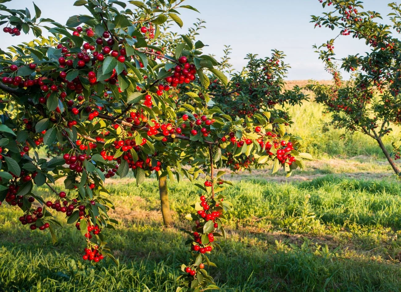 Podczas jednego cięcia nie powinno się usuwać więcej, niż ok