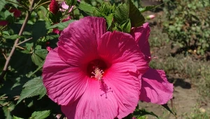 Hibiskus bagienny wymaga szczególnej pielęgnacji w okresie intensywnego kwitnienia.