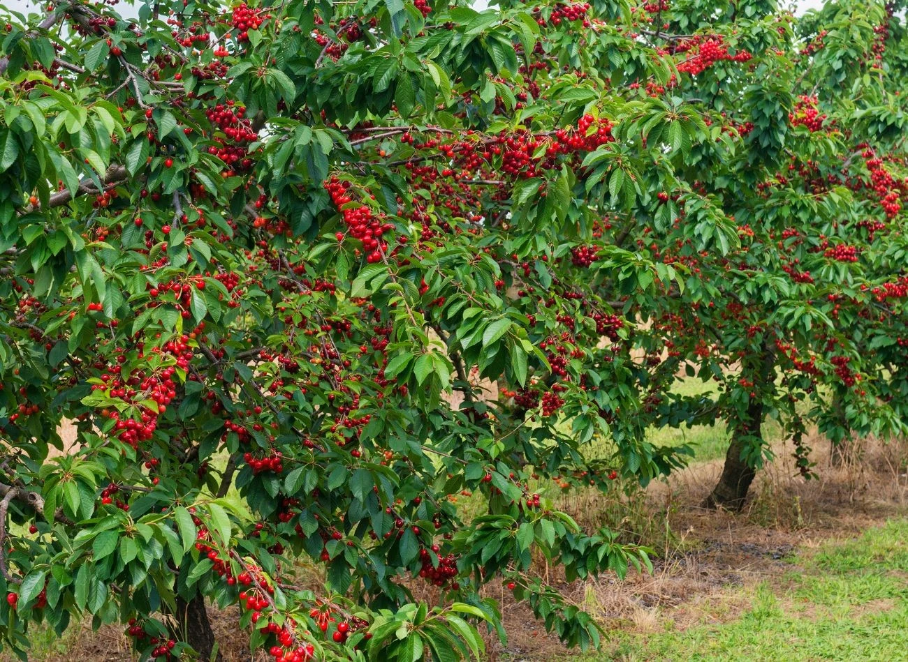 Wiśnię należy przyciąć ok