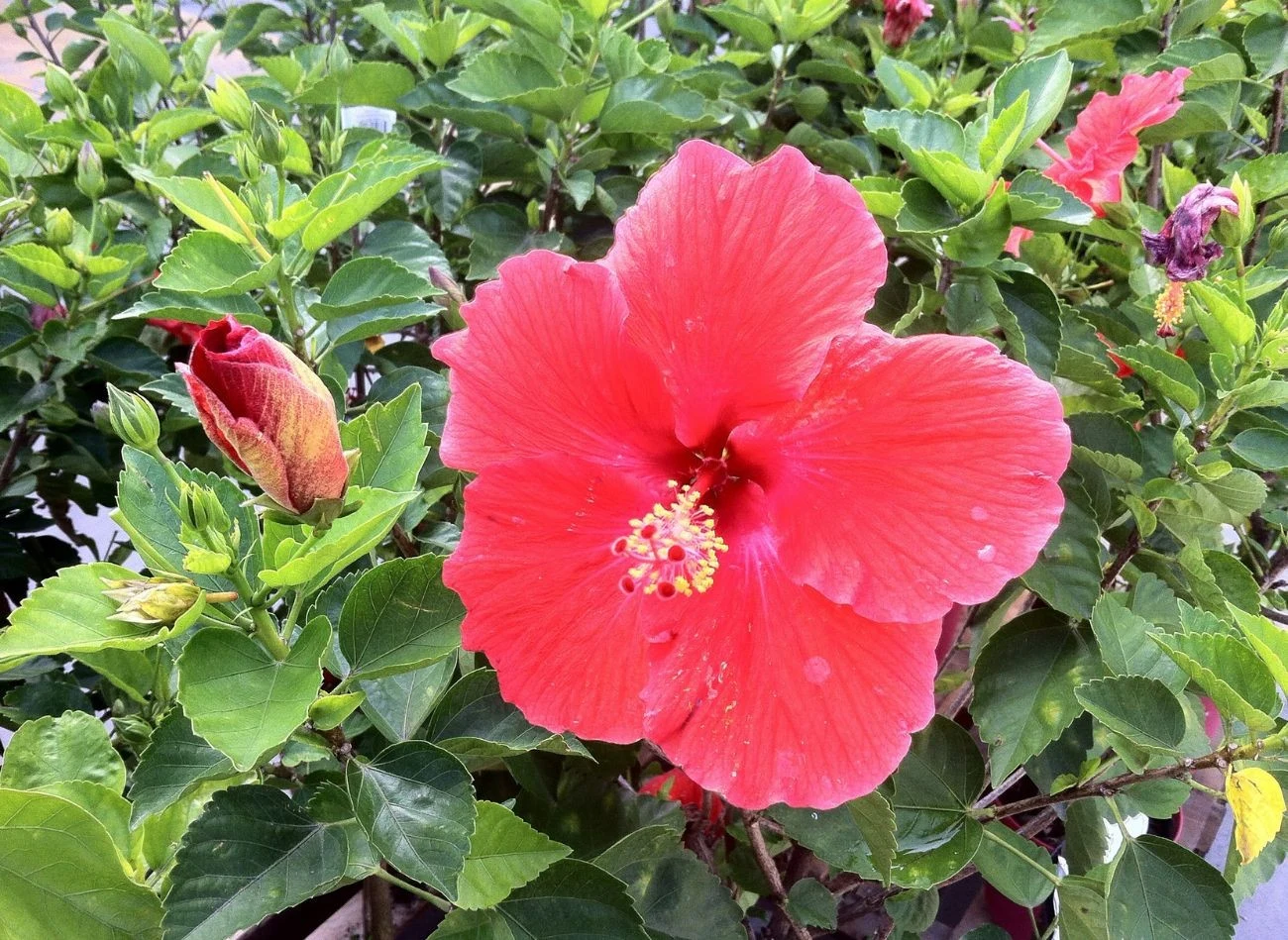 Hibiskus bagienny dobrze reaguje na naturalne nawozy.