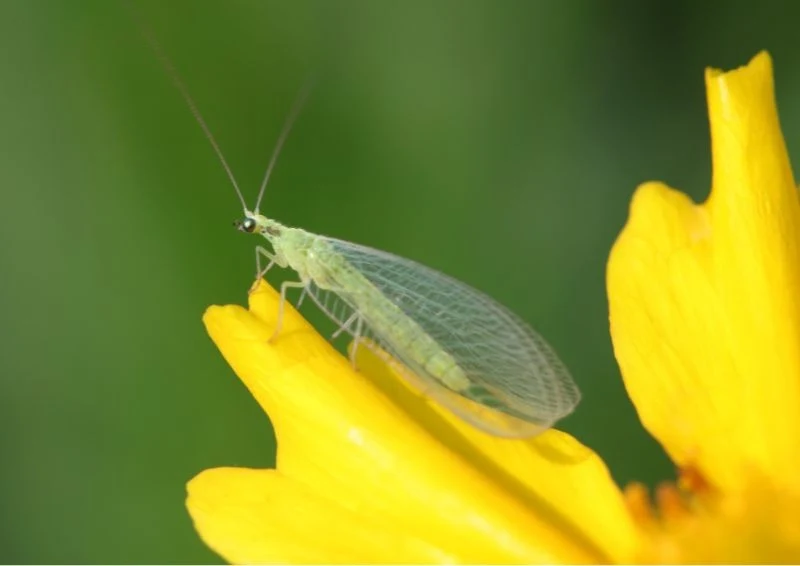Złotooki to nie szkodniki, ale przydatne w ogrodzie owady.