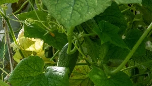 Bakteryjna kanciasta plamistość ogórka to uciążliwa choroba, ale da się z nią walczyć.