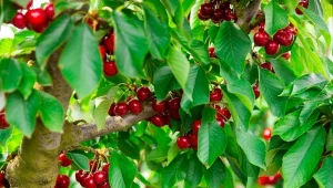 Jak ciąć czereśnie po zbiorach?