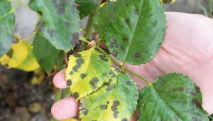 Gdy na różach pojawiają się czarne plamy, natychmiast użyj specjalnego oprysku. Fot. Tunatura/Canva Pro