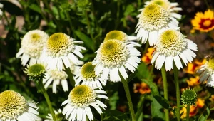 Od czerwca do września zalewa ogród limonkowymi kwiatkami. Rośnie w cudnych kępach