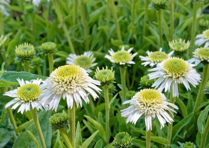 Delicious Nougat nie ma dużych wymagań i jest odporny na szkodniki i grzyby.