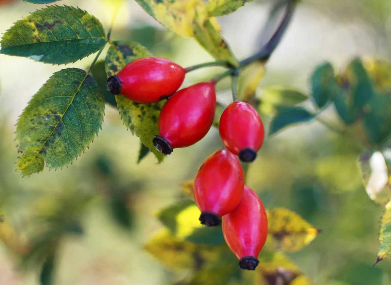 Owoce dzikiej róży mają wiele cennych składników odżywczych, wspierających zdrowie