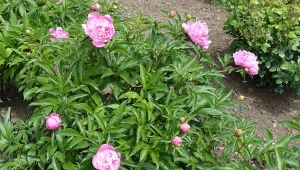 Jeśli chcesz rozmnożyć, to nie wcześniej niż 3-4 lata po ich posadzeniu.