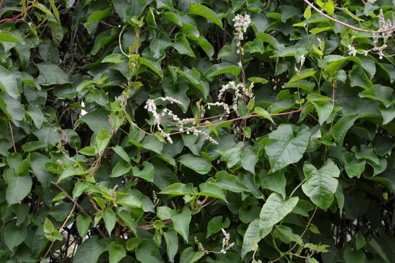 Rdest Auberta charakteryzuje się tak silnym wzrostem, że trzeba go często przycinać