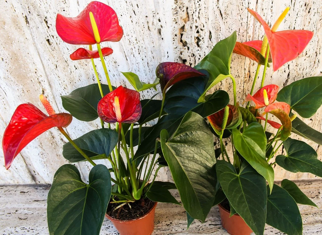 Nawóz z banana jest dobrym urozmaiceniem nawożenia anturium.