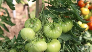 Ogrodnicy cenią ten nawóz. Czy gnojówka z żywokostu rzeczywiście działą?