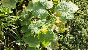 Po chorych ogórkach warto siać zielone nawozy, które odkażają glebę.