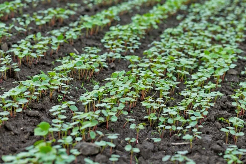 Grykę, jako roślinę fitosanitarną, warto siać w miejscu po ogórkach