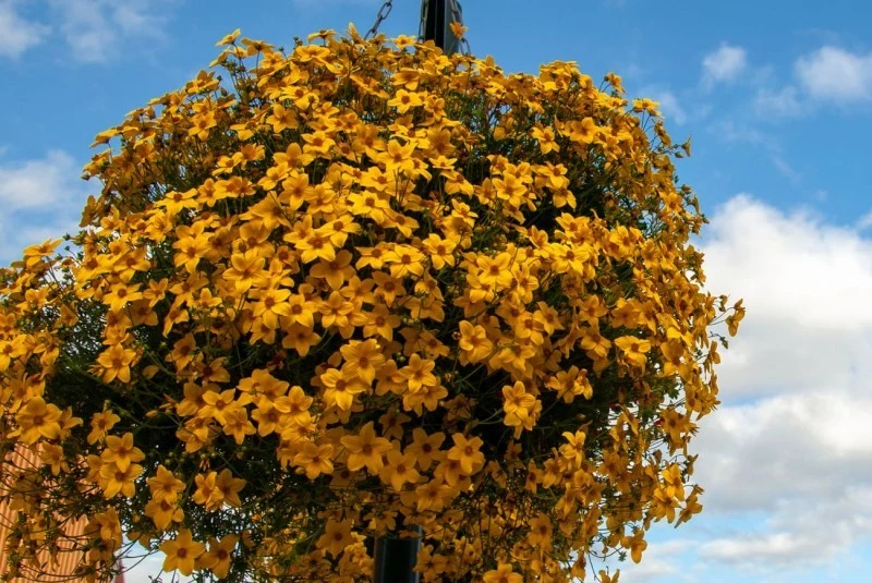 Hodowcy roślin prześcigają się w tworzeniu coraz bardziej efektownych odmian uczepu.