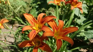 Bujne liliowce aż do późnej jesieni. Nieoczywisty nawóz zapewnia długie kwitnienie
