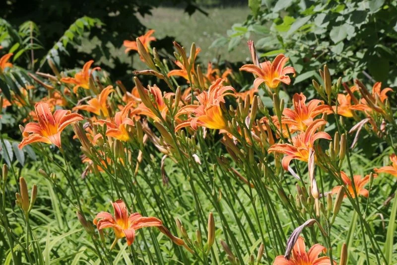 Liliowce nie potrzebują wiele