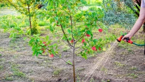 Jeden błąd przy sadzeniu może sprawić, że twoje drzewko owocowe będzie miało słaby plon.