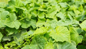 Wyjaśniamy, jak zrobić prosty nawóz do ogórków na lepsze owocowanie.