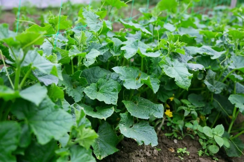 Jak dbać o ogórki w sierpniu